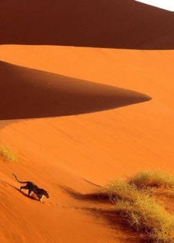 Sossusvlei - Vijftig tinten oranje