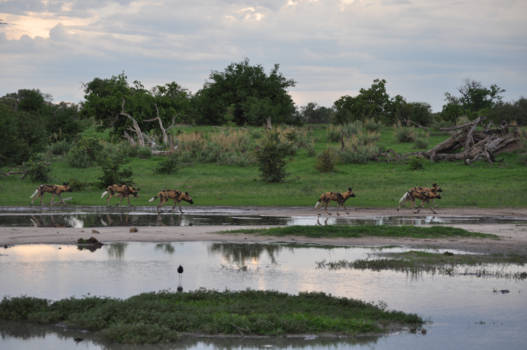 Moremi Game Reserve - African Wild Dogs