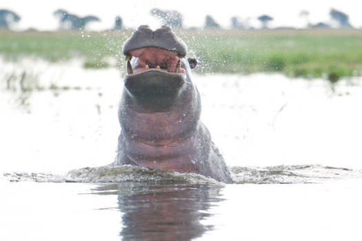 Okavango Delta - Narrow escape from Hippo assault... ©Marc Brester/AQM