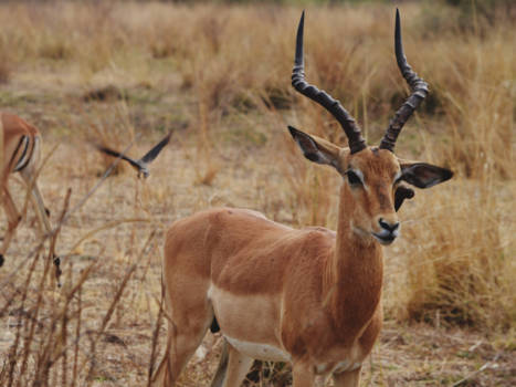 South Luangwa National Park - Zambia
