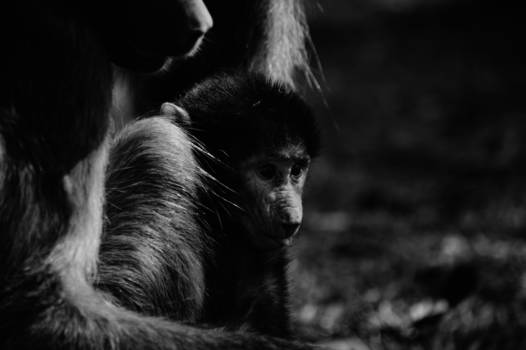 Victoria Falls of Mosi-oa-Tunya - Mosi-oa-Tunya