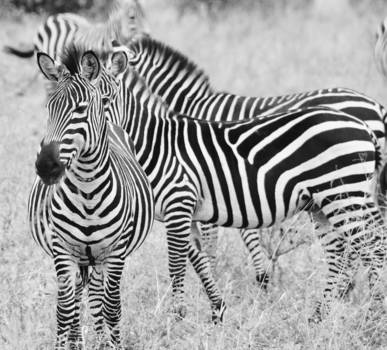 Tarangire National Park - Black and white shows us the soul of our amazing nature