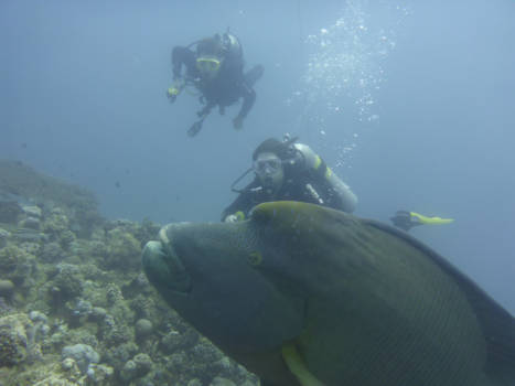 Egypte - Wij dachten dat Napoleon een klein historisch mannetje was, maar het bleek een gigant