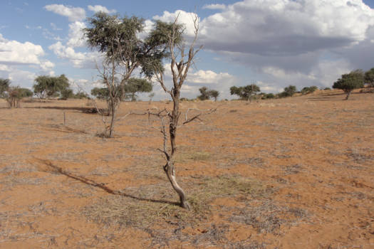 Namibië - Kalahari woestijn