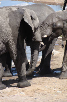 Namibië - Etosha park