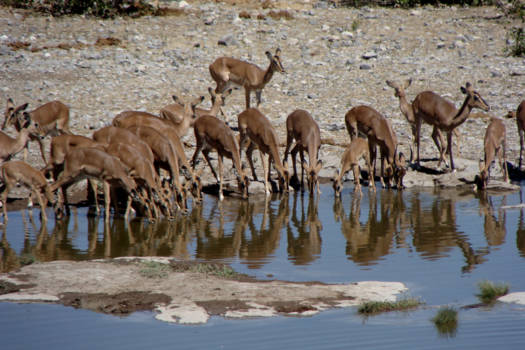Namibië - Bambi's