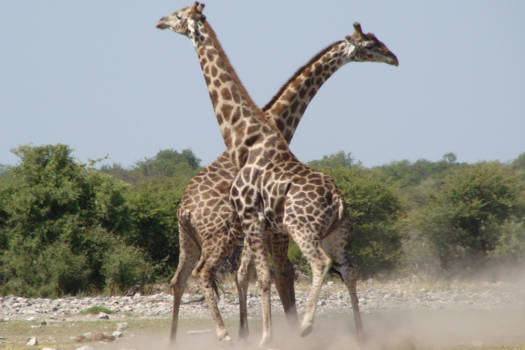 Namibië - In gevecht