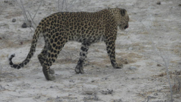 Victoria Falls (Botswana) - geweldige reis van zes weken door het prachtige afrika