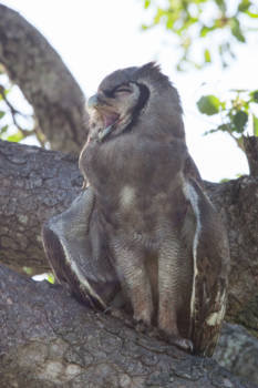 Krugerpark - SLEEPY GIANT EAGLE OWL