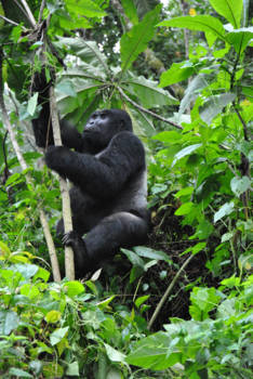 Oeganda - Oog in oog met de berggorilla!