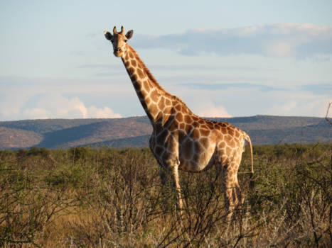 Namibië - Nog even , en dan is deze giraffe MAMA !!!