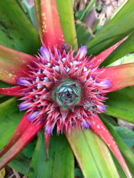 Stranden van Zanzibar - Pineapple bloom.