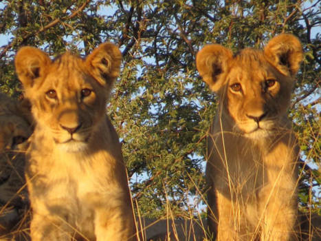 Moremi Game Reserve - Lion cups