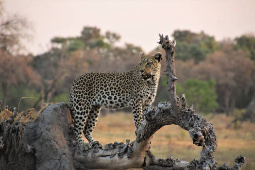 Botswana - Op zoek naar haar jong!