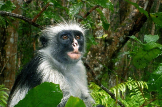 Stranden van Zanzibar - Zanzibarfranjeaapje