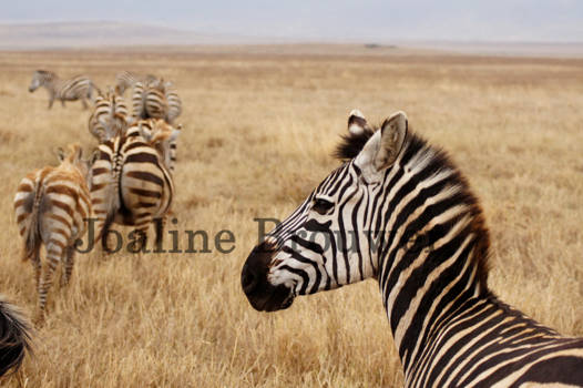 Ngorongoro krater - Watching the herd