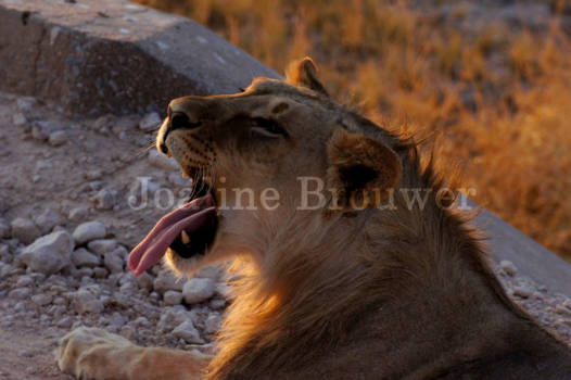 Etosha National Park - YAWN!