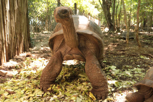 Stone Town Zanzibar - Landschildpad op prison island