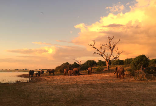 Chobe National Park - Afrika op z'n mooist 