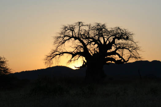 Tanzania - Sunrise in Ruaha NP.