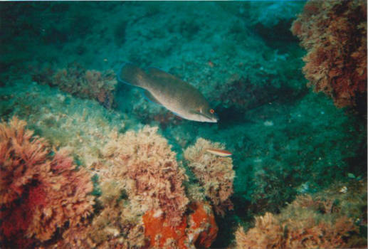 Rode Zee - Als een vis in het water