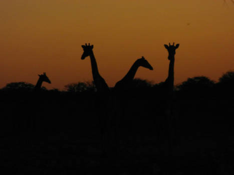 Namibië - Giraffe-schemer