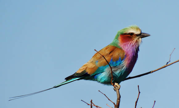 Krugerpark - Vogelparadijs