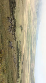 Serengeti National Park - vallei van de zebra's