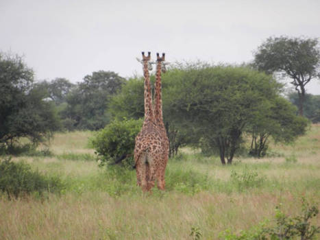 Tarangire National Park - 1+1 = 2