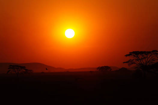 Serengeti National Park - Afrikaanse zonsondergang