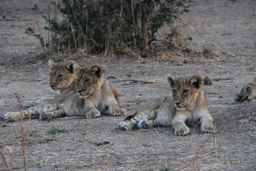 South Luangwa National Park - leeuwenwelpen wachten op moeder