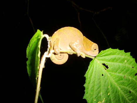 Madagaskar - Nachtleven