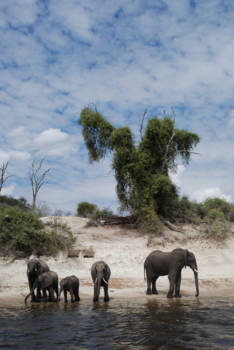 Chobe National Park - Olifanten aan het water
