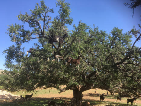 Atlasgebergte - Voor een glanzende vacht springen wij zo de arganboom even in!