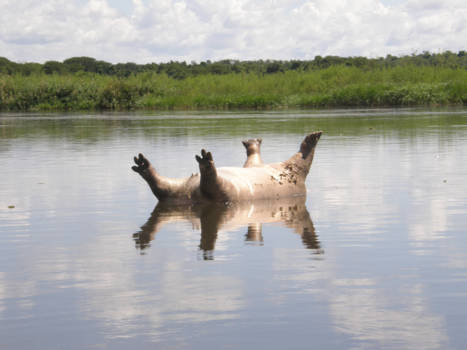 Oeganda - Playing Dead Hippo