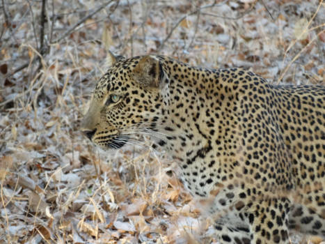 South Luangwa National Park - Great shot from a leopard!
