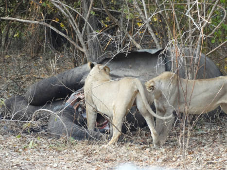 South Luangwa National Park