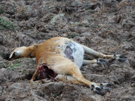 South Luangwa National Park