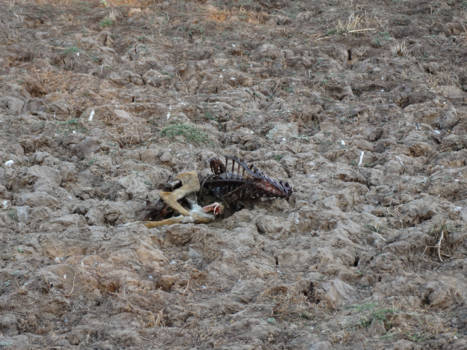 South Luangwa National Park