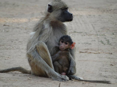 South Luangwa National Park