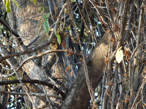 South Luangwa National Park - Zoek het luipaardjong!