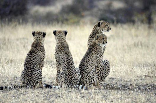 Namibië - Wachten op het startsein...