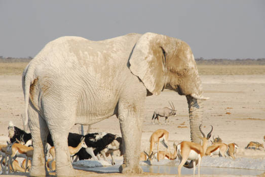 Etosha National Park - Afrika