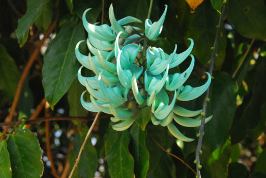 Victoria Falls (Zimbabwe) - bijzondere bloem