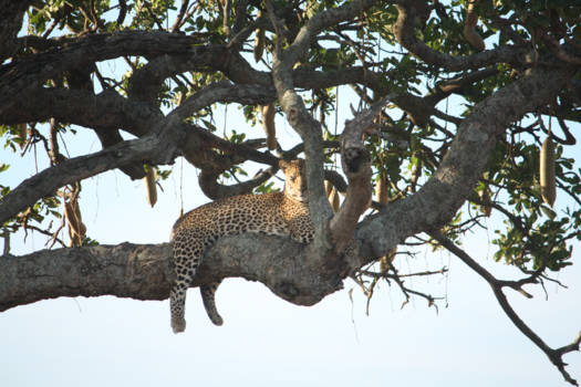 Serengeti National Park - Eye of the Leopard