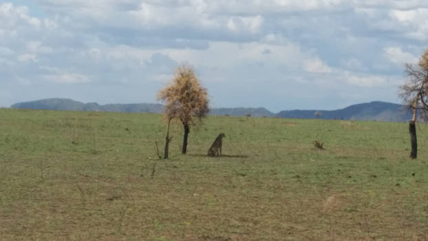 Serengeti National Park - The lone cheetah