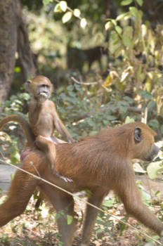 Gambia - Wie aapt wie nu na?