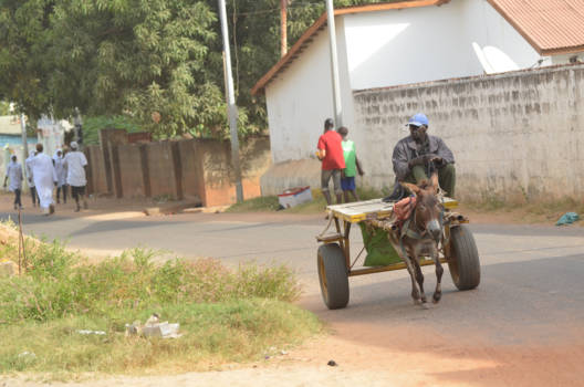 Gambia - vervoer per ezel en wagen