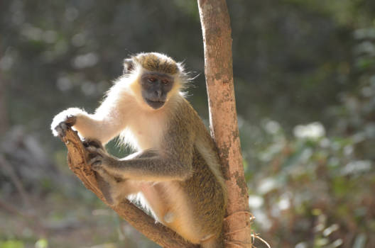 Gambia - het monkeypark
