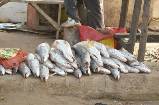 Gambia - De vismarkt in Tanji